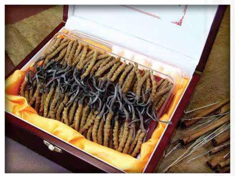 前郭冬虫夏草回收